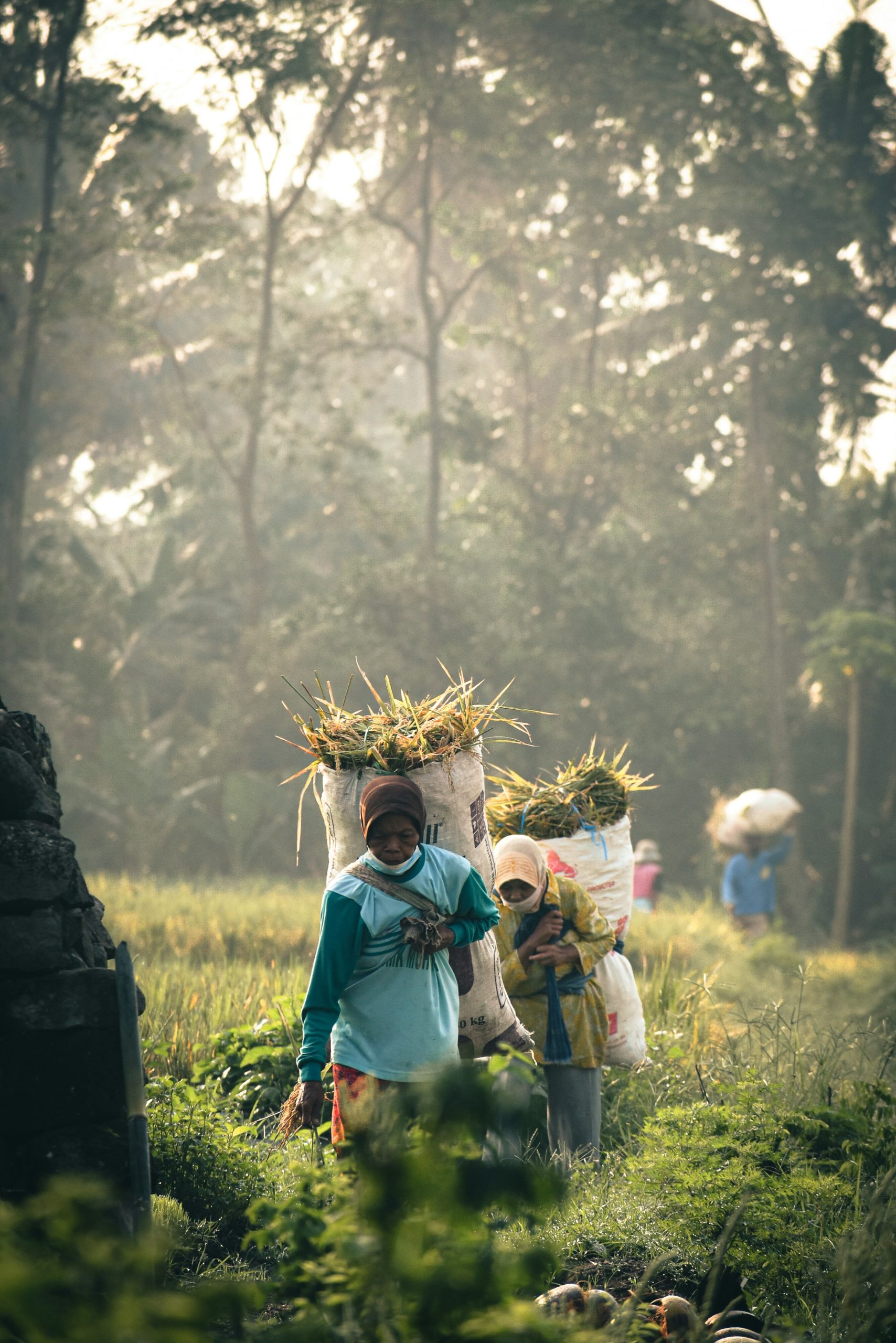 Indonesian agricultural landscape