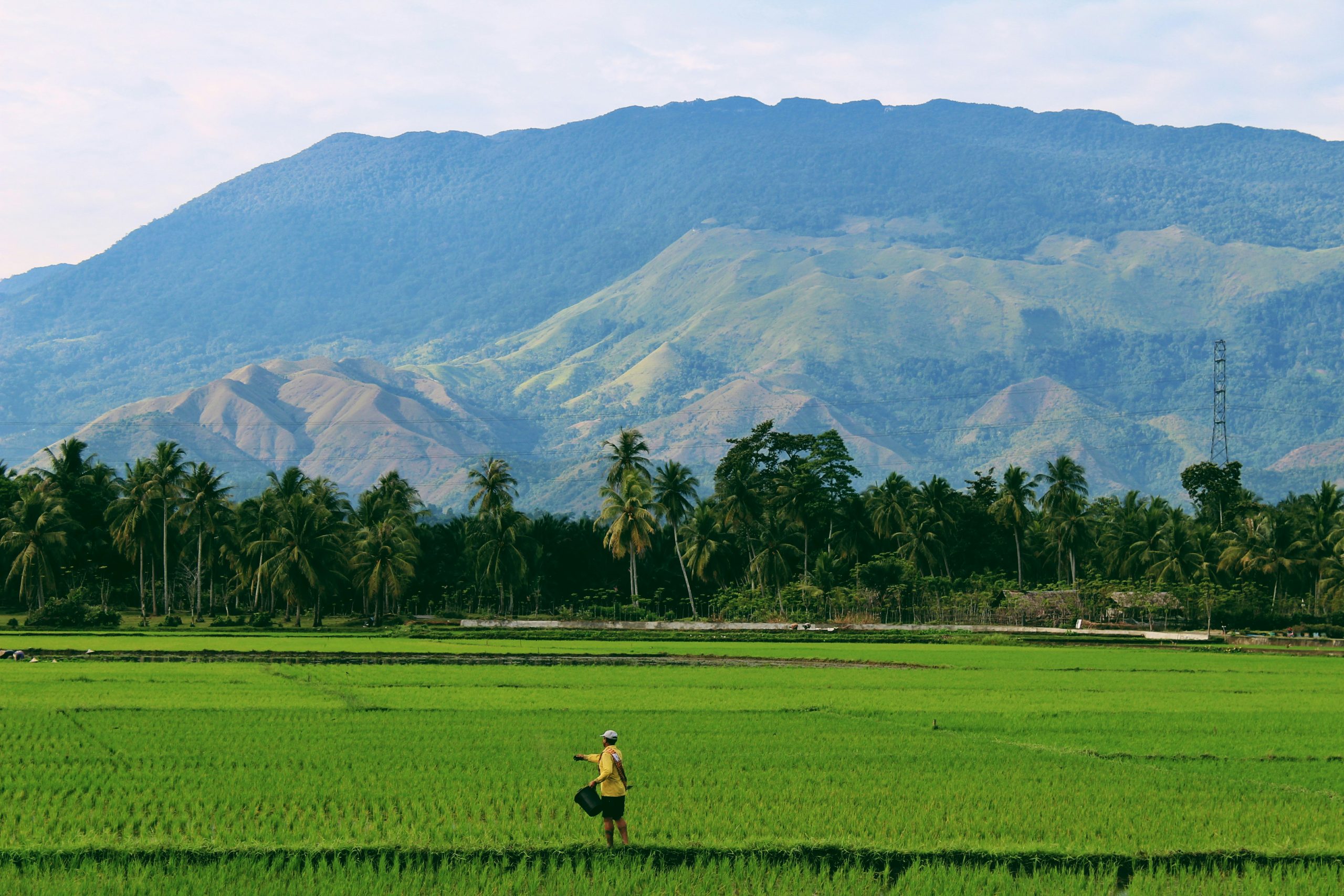 Agriculture in Indonesia