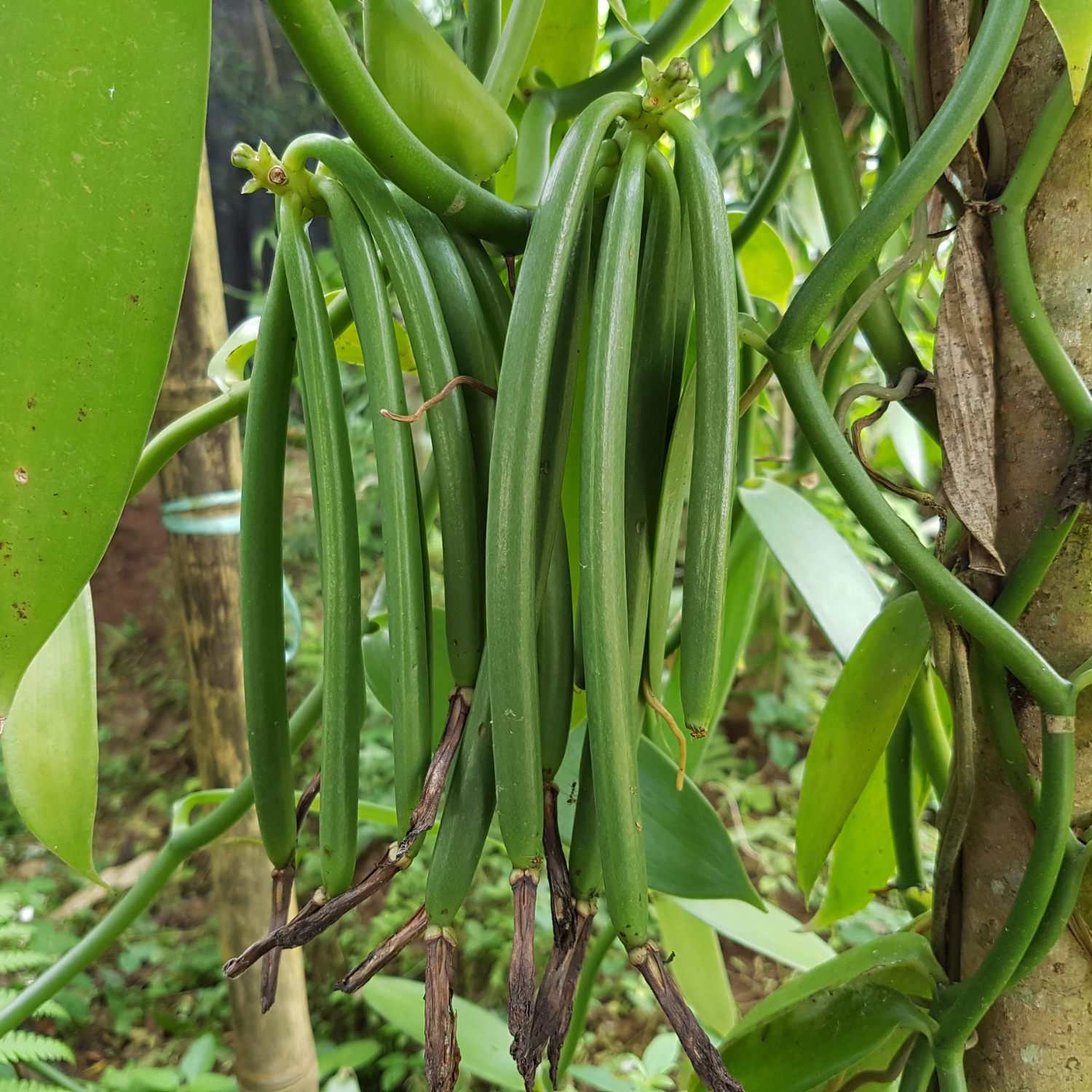 Indonesian cocoa and agricultural products