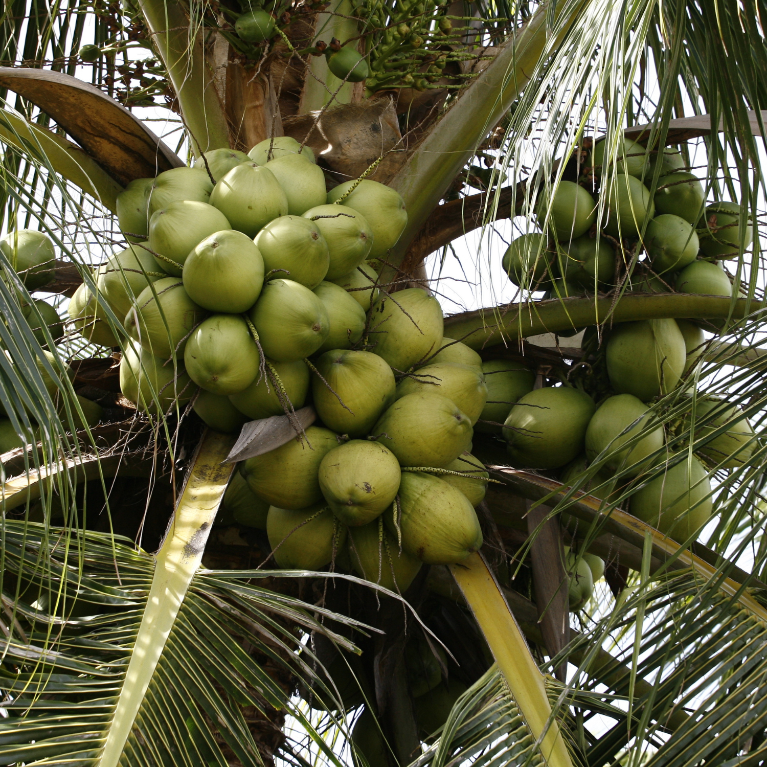 Indonesian agricultural products
