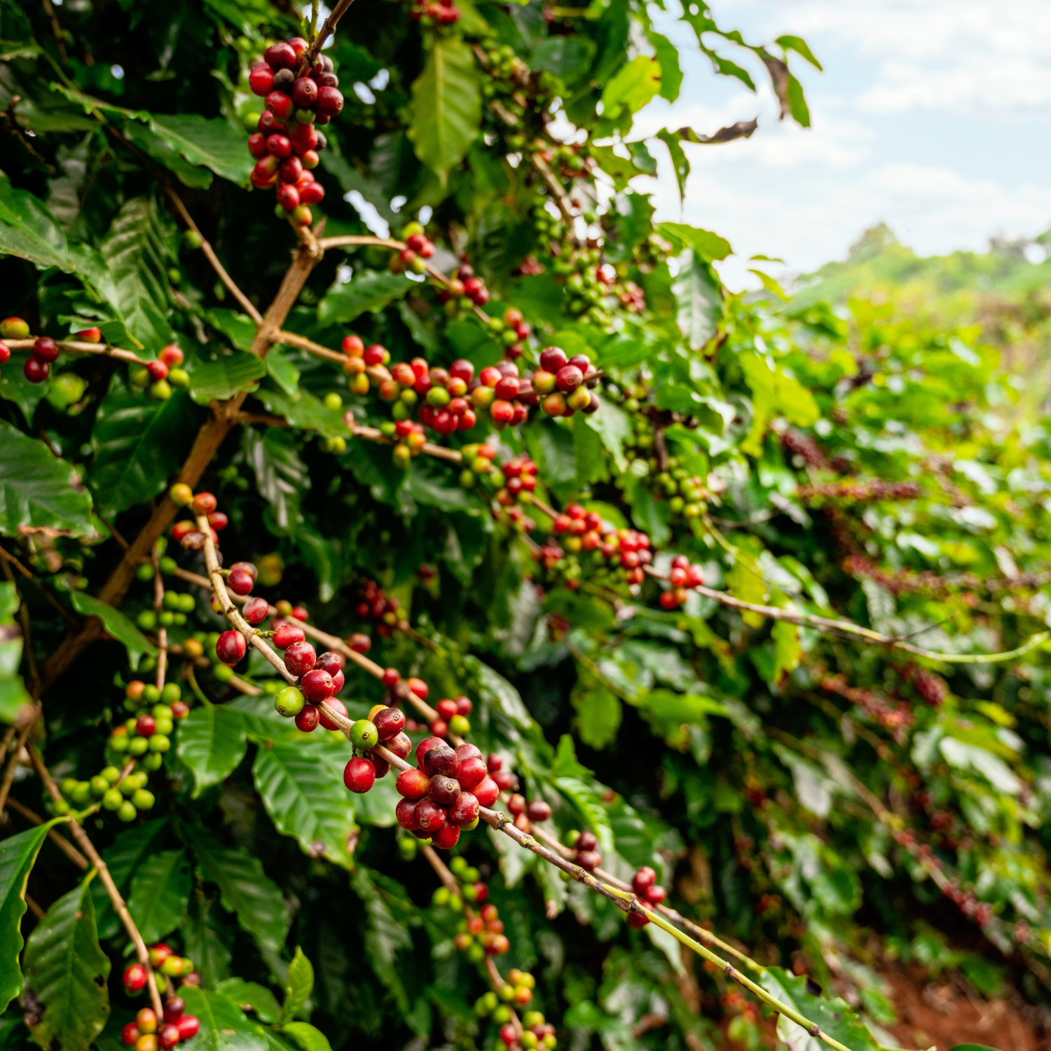 Indonesian coffee and agricultural products
