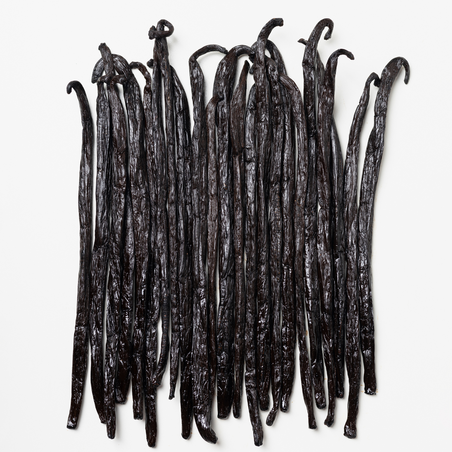 Vanilla Bean Planifolia