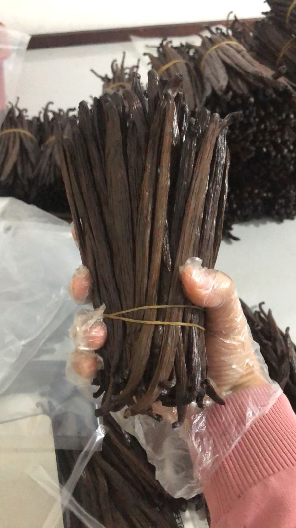 Vanilla Bean Planifolia Grade A