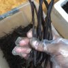 Vanilla Bean Planifolia Grade A