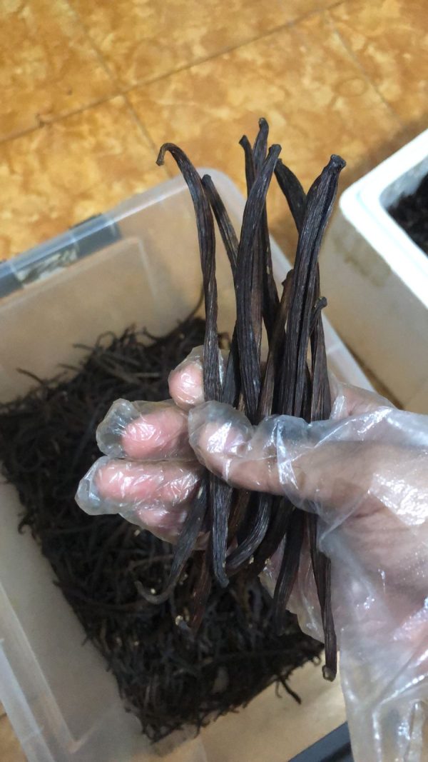 Vanilla Bean Planifolia Grade A